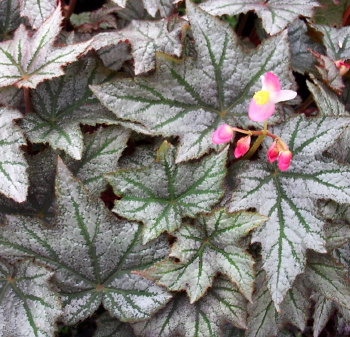 B. ‘Shadowfax’